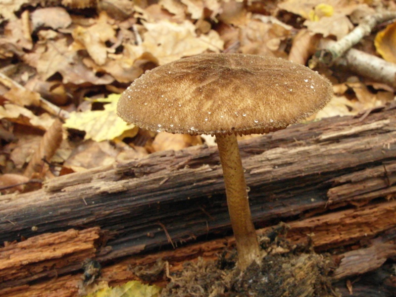 Pluteus umbrosus ev